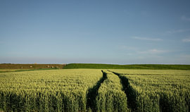 Traces in the golden corn in the Noordpolder in Groningen
