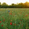 Mohnblumen von Jacky Keeris