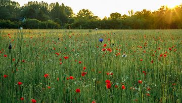 Mohnblumen von Jacky Keeris