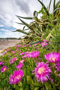 schöne Blumen an Strand von Sardinien
