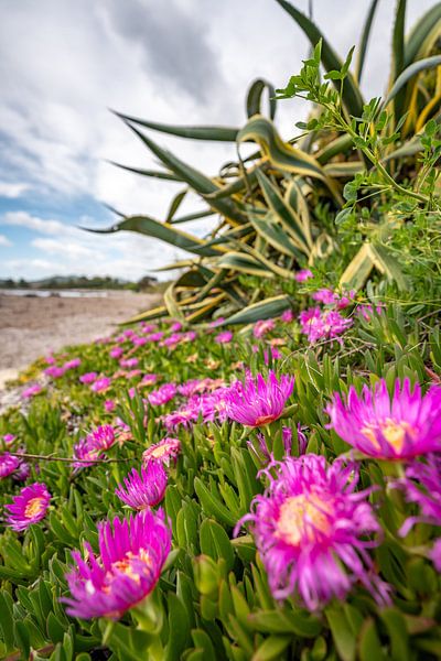 beautiful flowers on the beach of Sardinia by Leo Schindzielorz