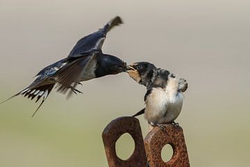 Boerenzwaluw voert de jonge zwaluw van Menno Schaefer