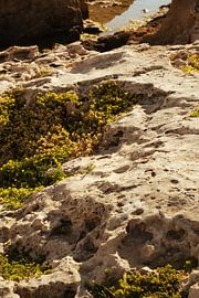 Coral at sea near Moraira - Spain by Tessa Hoogenboezem
