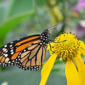 Papillon monarque orange sur fleur jaune sur Matani Foto