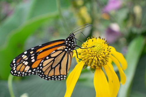 Papillon monarque orange sur fleur jaune