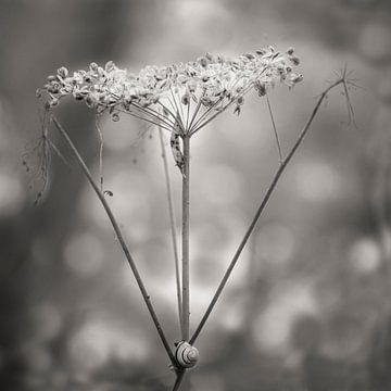 Feuerameise Sepia von Marly De Kok