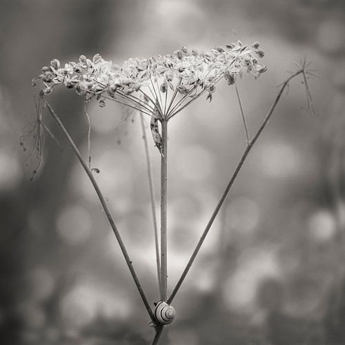 Fluitekruid Sepia - grafisch