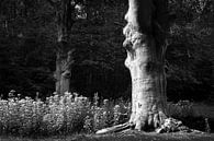 Un arbre de conte de fées en noir et blanc par Evelien Oerlemans Aperçu