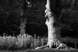Un arbre de conte de fées en noir et blanc