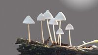 Fungi van RD Foto's thumbnail
