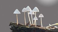 Mycena galopus