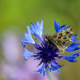 Schmetterling (Malven-Dickkopffalter) auf einer blauen Kornblume von Reiner Conrad