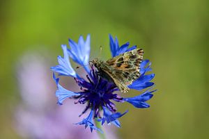 Schmetterling (Malven-Dickkopffalter) auf einer blauen Kornblume von Reiner Conrad