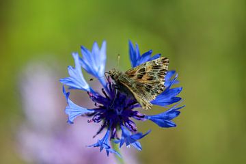 Vlinder (vlindersoort) op een blauwe korenbloem van Reiner Conrad