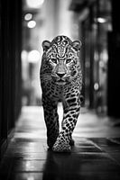 Jaguar on the road