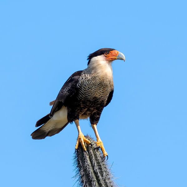 Kuifcaracara van Henk Zielstra