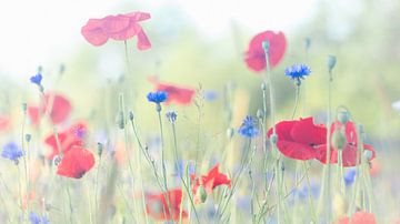 poppies and cornflowers by Gert Beltman