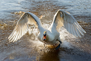 Schwan-Aktion 6