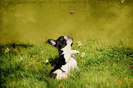 Französische Bulldogge 6 by Heike Hultsch