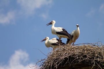Drie ooievaars in een nest van Marco Leeggangers