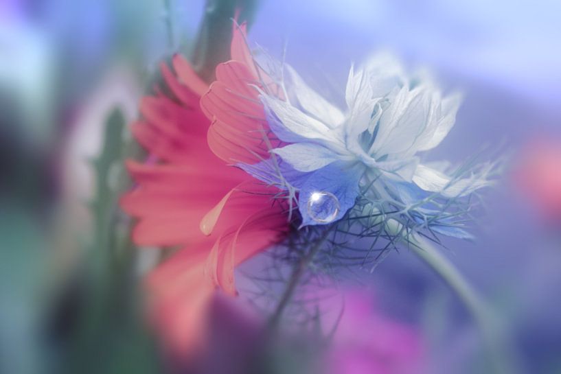 kleine Perle by Dagmar Marina