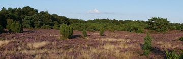 Terhosterzand moorland. sur Wim vd Neut