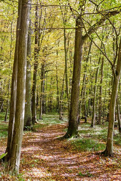 Spätsommer im Laubwald von Fartifos