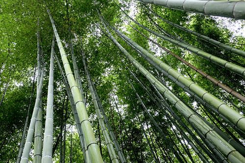 'Arashiyama', Kyoto -Japan