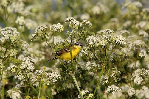 Gelbe Bachstelze (Vogel)