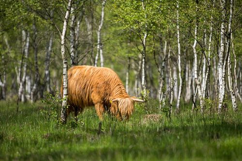 Grazende Schotse hooglanders!