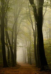Chemin dans une forêt brumeuse avec des hêtres