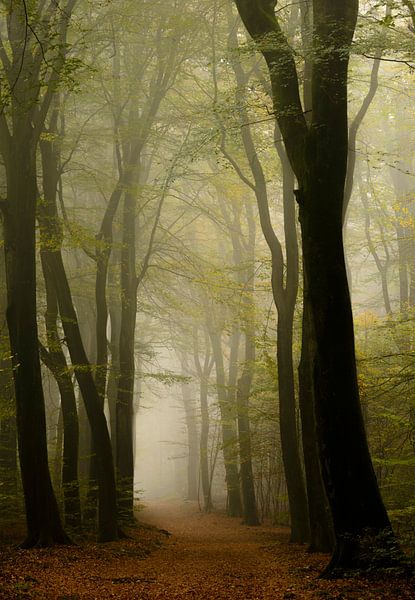Chemin dans une forêt brumeuse avec des hêtres par Sjoerd van der Wal Photographie