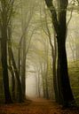 Pfad in einem dunstigen Wald mit Rotbuchen von Sjoerd van der Wal Fotografie Miniaturansicht