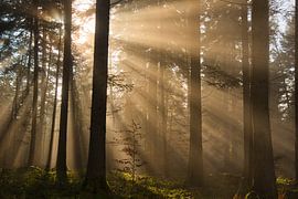 Bain de forêt sur Tanja Voigt
