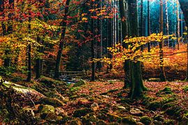 Temps d'automneRésine