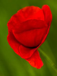 Coquelicot sur FotoSynthese