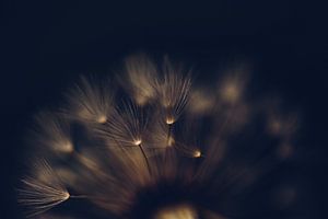 Samen eines verbrauchten Löwenzahns im Detail fotografiert