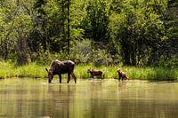 Cow moose with calves in the Alaskan wilderness