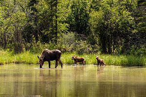 Elchkuh mit Kälbern in der Wildnis Alaskas