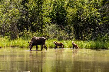 Cow moose with calves in the Alaskan wilderness by Roland Brack