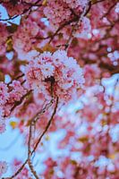 Pink Blossom