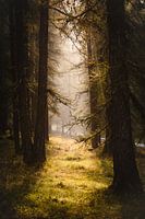 Magic Forest