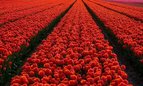 Tulpenveld tijdens de zonsondergang