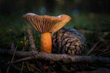 Paddenstoel met dennenappel van Onno van Kuik