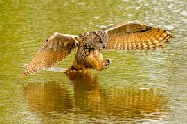 A wild eagle owl jumps to its prey in the water. With the reflection of the bird of prey. by Gea Veenstra