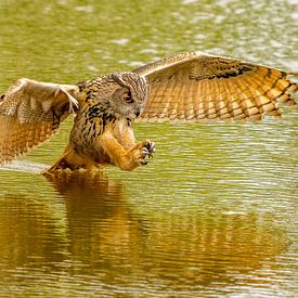 A wild eagle owl jumps to its prey in the water. With the reflection of the bird of prey. by Gea Veenstra
