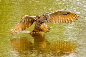Ein wilder Uhu springt zu seiner Beute im Wasser. Mit dem Spiegelbild des Raubvogels. von Gea Veenstra