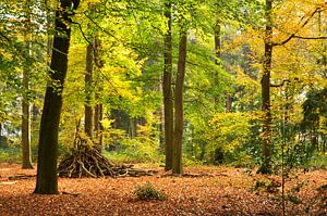 L'automne dans les bois près de Lage Vuursche