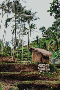 Bali | Tegallalang rice fields van Manoëlle Maijs