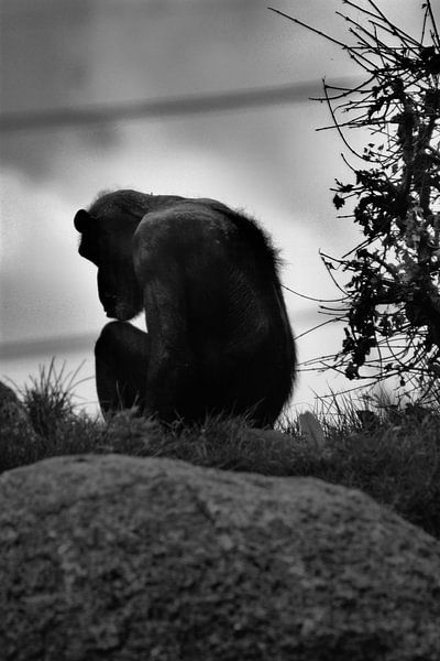 Oude chimpansee by Kim de Groot